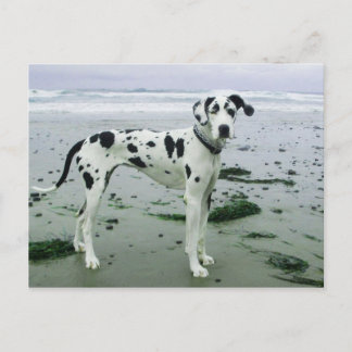 Great Dane Sydney am Strand Postkarte