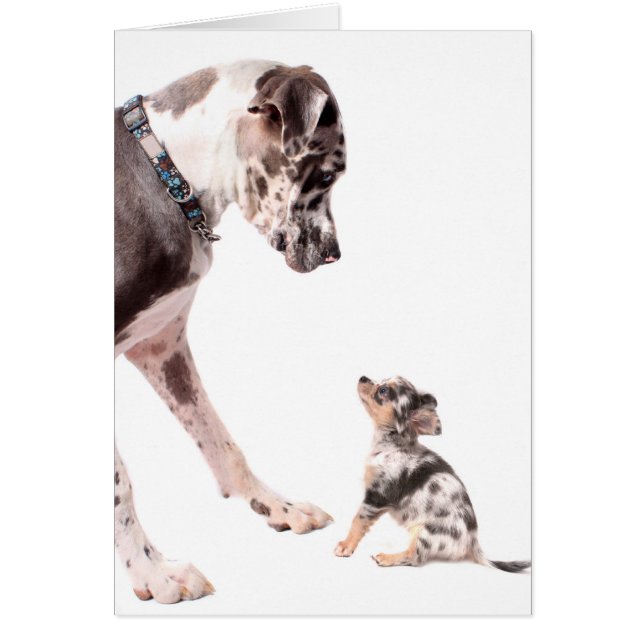 Great Dane und Chihuahua (Vorne)