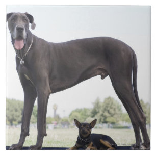 Great dane und kleiner Misch-zucht Hund Fliese