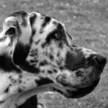 GREAT DANE VERSILBERTE KETTE<br><div class="desc">Ein schönes Schwarz-Weiß-Design eines Great Dane Hundes. England UK.</div>