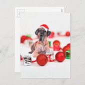 Great Dane Weihnachten (Vorne/Hinten)