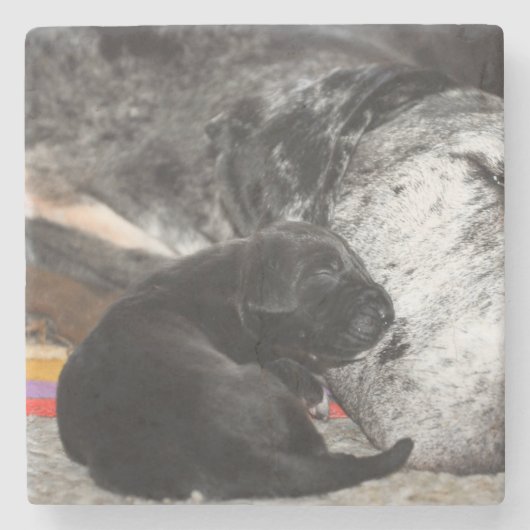 Great Dane Welpe Marmor Untersetzer mit quadratisc (Vorderseite)