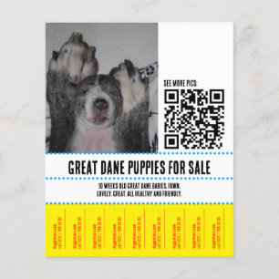 Great Dane Welpen zum Verkauf Flyer