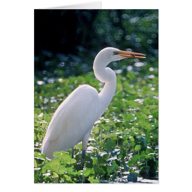 Great Egret (Vorne)