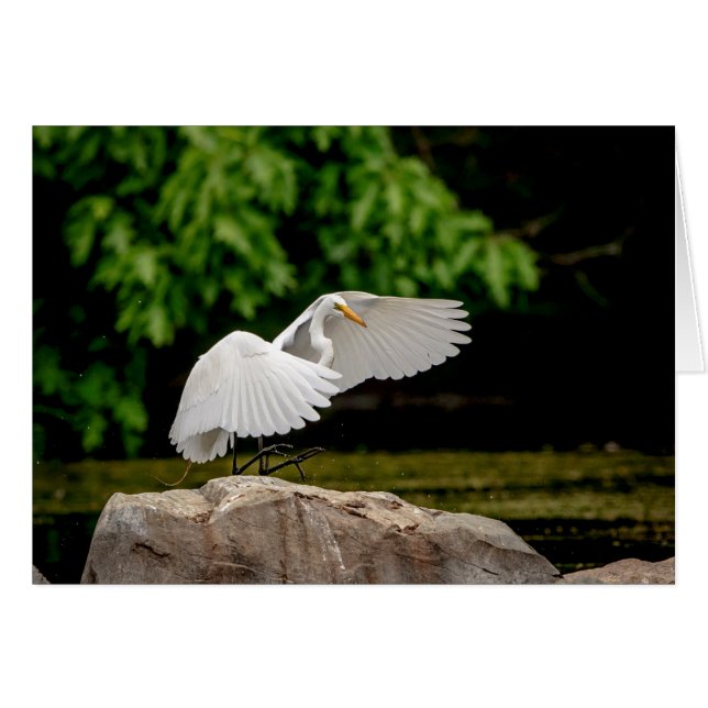 Great Egret (Vorderseite (Horizontal))