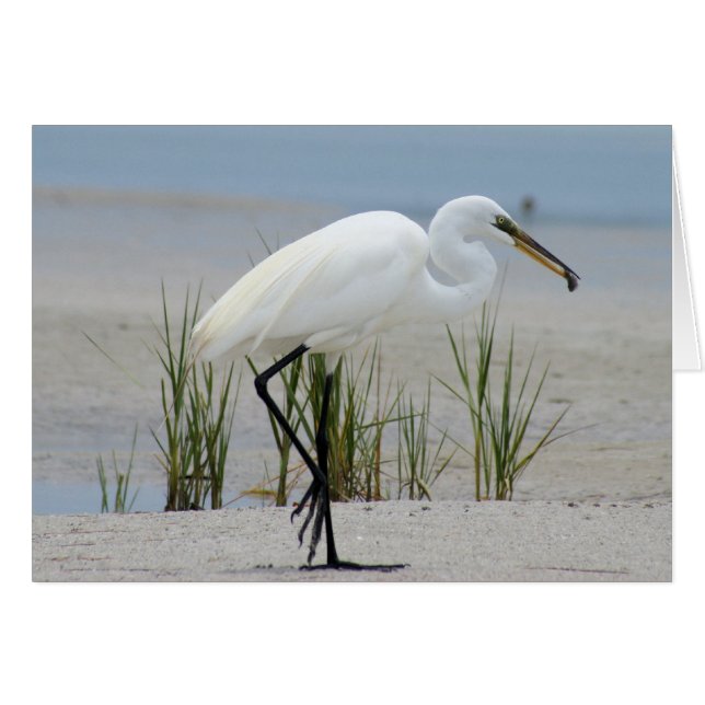 Great Egret (Vorderseite (Horizontal))