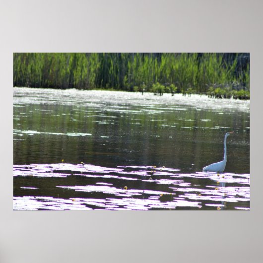 Great Egret Bird Foto Poster (Vorne)