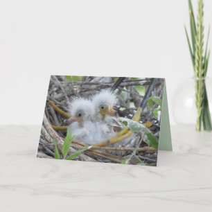 Great Egret Chicks Grußkarte Feiertagskarte