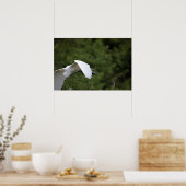 Great Egret Flying Poster (Küche)