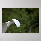 Great Egret Flying Poster (Vorne)