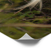 Great Egret Foto Poster (Ecke)