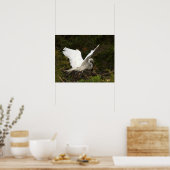 Great Egret Foto Poster (Küche)