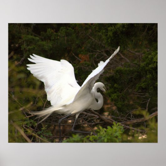 Great Egret Foto Poster (Vorne)