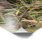 Great Egret Fotodruck (Ecke)