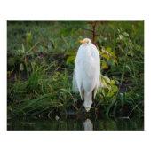 Great Egret Fotodruck (Vorne)
