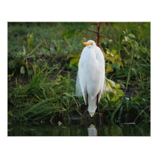 Great Egret Fotodruck
