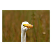 Great Egret Fotodruck (Vorne)