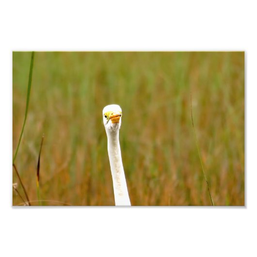 Great Egret Fotodruck (Vorne)
