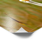 Great Egret Fotodruck (Ecke)