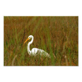 Great Egret Fotodruck (Vorne)