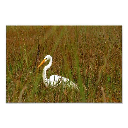 Great Egret Fotodruck (Vorne)