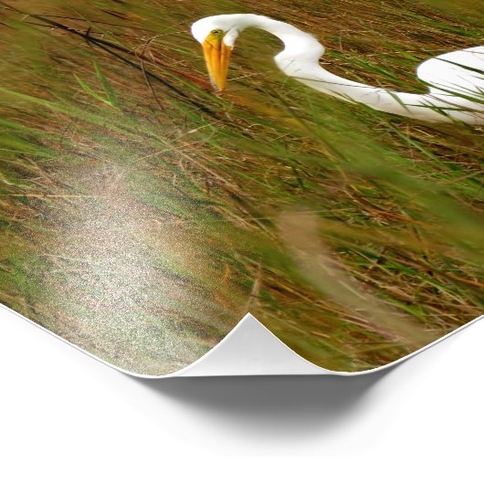 Great Egret Fotodruck (Ecke)