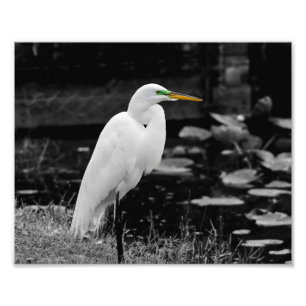 Great Egret Fotodruck
