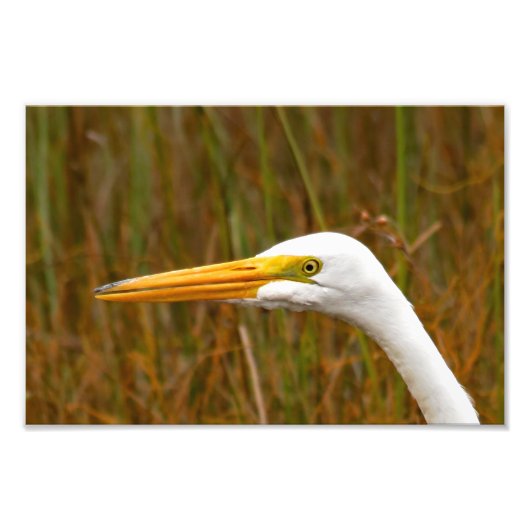 Great Egret Fotodruck (Vorne)