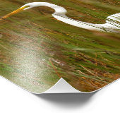 Great Egret Fotodruck (Ecke)
