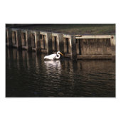 Great Egret Great Catch Fotodruck (Vorne)