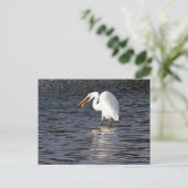 Great Egret Lunch Postkarte (Stehend Vorderseite)