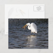 Great Egret Lunch Postkarte (Vorne/Hinten)