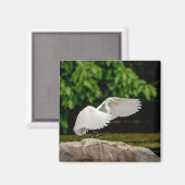 Great Egret Magnet (Vorderseite/Rückseite)