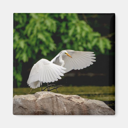 Great Egret Magnet (Vorne)