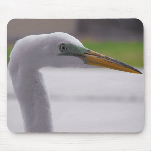 Great Egret positing Mousepad (Vorne)