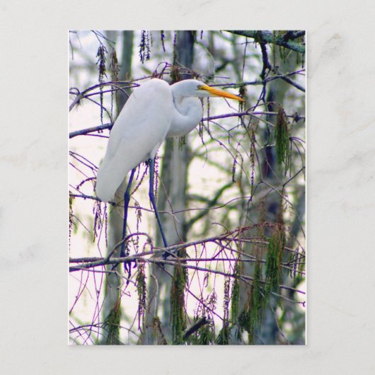 GREAT EGRET POSTCARD POSTKARTE (Vorderseite)