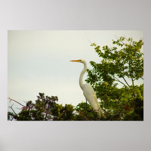 Great Egret Poster (Vorne)
