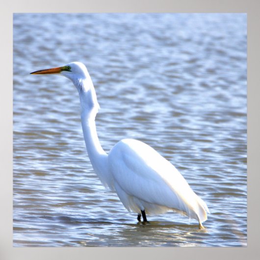 Great Egret Poster (Vorne)
