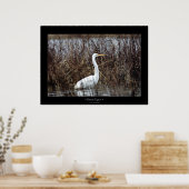Great Egret Poster (Küche)
