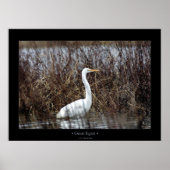 Great Egret Poster (Vorne)