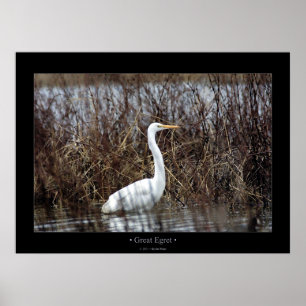 Great Egret Poster