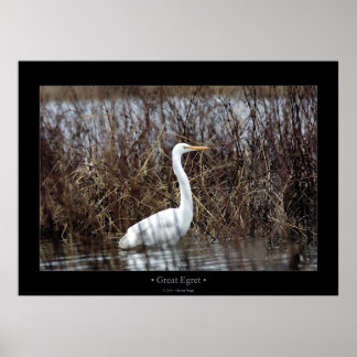 Great Egret Poster