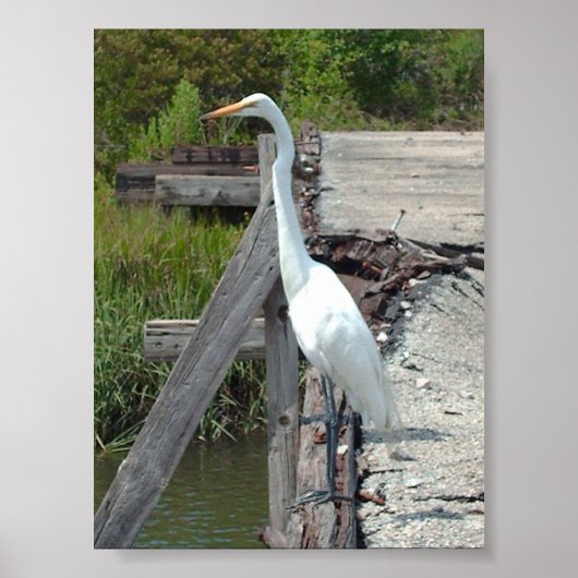 Great Egret Poster (Vorne)