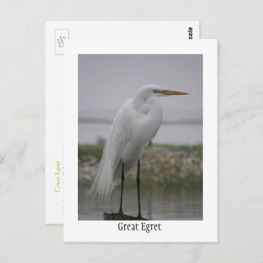 Great Egret Postkarte (Vorne/Hinten)