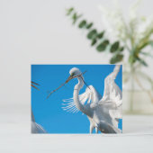 Great Egret Postkarte (Stehend Vorderseite)