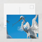 Great Egret Postkarte (Vorne/Hinten)