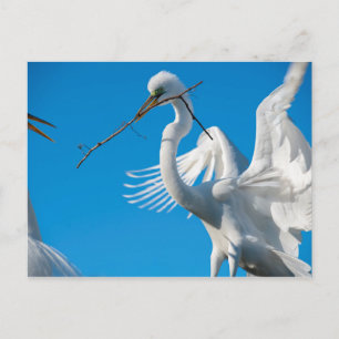 Great Egret Postkarte