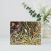 Great Egret Postkarte (Stehend Vorderseite)