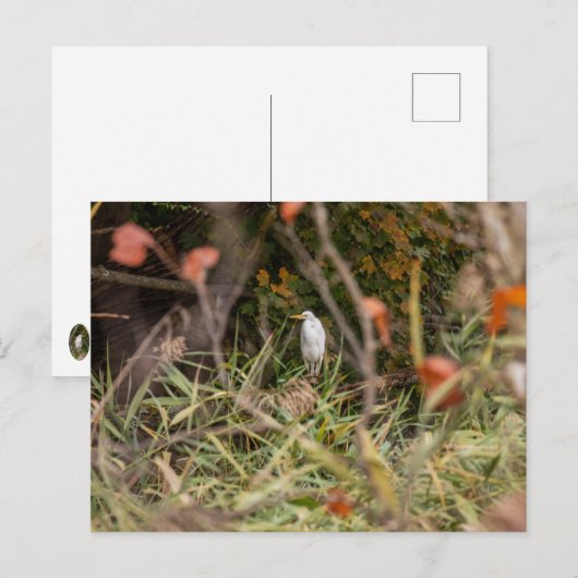 Great Egret Postkarte (Vorne/Hinten)