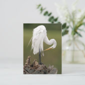 Great Egret Postkarte (Stehend Vorderseite)
